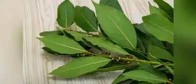 Conoce más sobre las hojas de laurel y sus beneficios para tratar la diabetes ¿Sabías que las hojas de laurel son excelentes para tratar la diabetes?