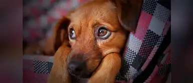 Conoce más sobre la esterilización a tu perrita Te contamos por qué deberías esterilizar a tu perrita