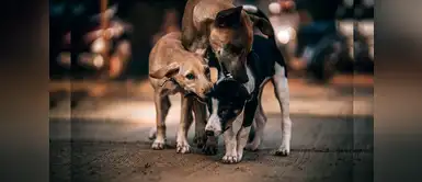 remedios caseros para eliminar las garrapatas Desaparece las garrapatas de tu perro con estos remedios caseros