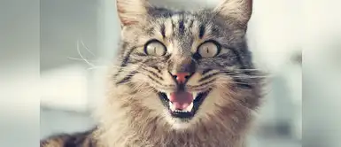 Gato "ataca" a un felino de porcelana Gato asombra con su reacción al ver a un felino de porcelana