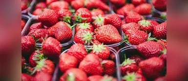 Advierten que parásitos de las verduras no mueren ni con lejía Expertos advierten que parásitos en las fresas no mueren ni con lejía