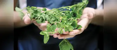 La muña es una planta con grandes beneficios para la salud Aprovecha los beneficios de la muña con este delicioso chilcano