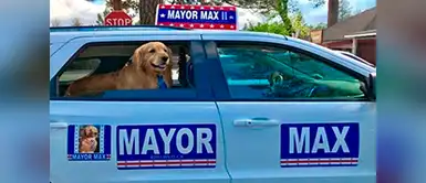 El perro Max es el nuevo alcalde de una localidad en California Escogen a perro como alcalde de un pueblo de California