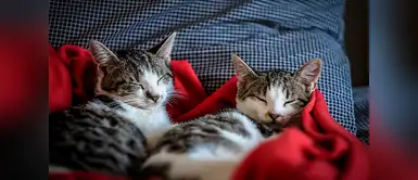 Hotel de lujo para gatos en España Conoce este exclusivo hotel para gatos