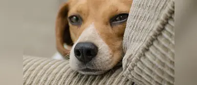 El distemper es una enfermedad que suelen padecer algunas mascotas ¿Tu mascota tiene distemper? Esto es lo que debes saber