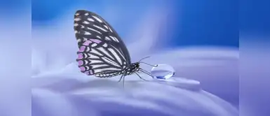 ¿Qué significa soñar con mariposas? ¿Soñar con mariposas, es bueno o malo? Descúbrelo aquí