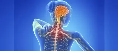 Esclerosis múltiple: microbiota gastrointestinal podría ser el origen de esta enfermedad La microbiota gastrointestinal podría ser el origen de la esclerosis múltiple