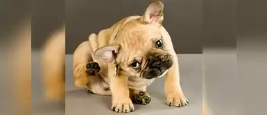 Estas serían las razones de la comezón de tu engreído ¿Tu cachorro se rasca las orejas? Esta sería la razón