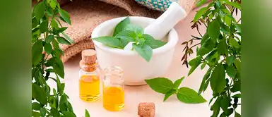 Conoce más sobre el aceite de muña y sus beneficios ¿Conocías el aceite de muña? Estos son sus beneficios en la belleza