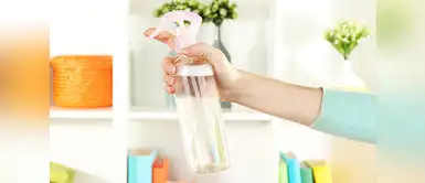 Llena de un olor natural tu hogar con estos consejos. (Foto: Instagram) Planta de limón en tu casa para perfumarla con un aroma natural