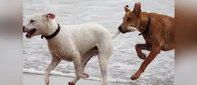 Las personas aman más a los perros que a otros seres humanos ¿Por qué algunas personas aman más a los perros que a otros humanos?