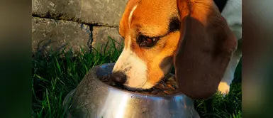 La avena puede ser de gran beneficio para los perros ¿Sabías que los perros pueden comer avena? Estos son los beneficios