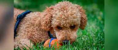 Los perros entienden lo que les decimos, según la ciencia Los perros entienden lo que les decimos, según la ciencia