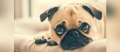 Cosas que los perros odian de ti Siete cosas que tu perro probablemente odia de ti