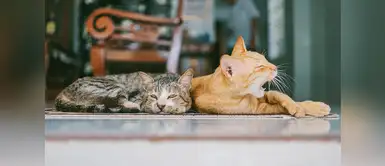 Consejos para cuidar a los gatos en verano Consejos para refrescar a los gatos en verano