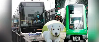 ¿Cómo viajar con mascotas en el Metropolitano y Metro de Lima? Todos los datos para viajar con tu mascota en el Metro de Lima