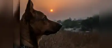 ¿Cómo podemos identificar la felicidad o tristeza de un perro? ¿Cómo podemos identificar la felicidad o tristeza de los perros?