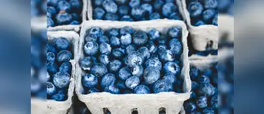 ¿Cómo cultivar arándanos en casa? Aprende a cultivar arándanos en tu hogar de la manera más sencilla