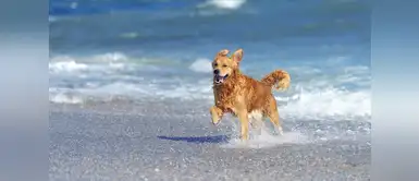 Cuidados para los perros en verano Consejos para que tu perro disfrute del verano