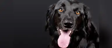 Acciones de los perros 10 comportamientos de tu perro y lo que verdaderamente significa