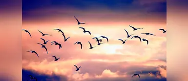 ¿Qué significa soñar con pájaros? ¿Has soñado con pájaros? Aquí te revelamos su significado