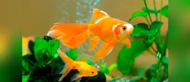 Cuidados del pez dorado Todo lo que debes saber para tener un pez dorado como mascota