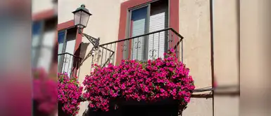 Flores para balcón Cuatro clases de flores para un hermoso jardín en el balcón