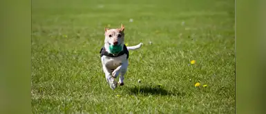 cómo escoger un mordedor para mi mascota ¿Cómo debo elegir el mordedor ideal para mi perro?