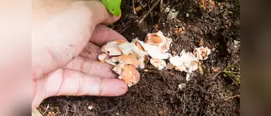 Abono orgánico Tres maneras de hacer abono orgánico para nuestras plantas