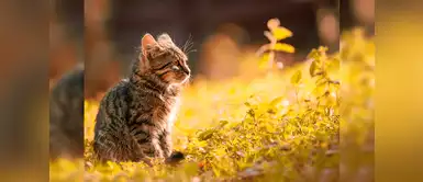 Cuidados de mascotas: efectos del sol en la piel de los gatos | animales | cáncer de piel | quemaduras | dermatitis Los efectos del sol en la piel de los gatos