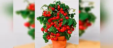 Aprende a cultivar tomates Aprende a cultivar tomates cherry en casa