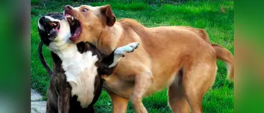 ¿Cómo debemos actual frente a una pelea de perros? | canes | animales | mascotas ¿Cómo debemos actuar frente a una pelea de perros?