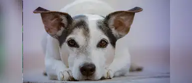 Impresionantes curiosidades científicas de los perros | animales | mascotas Impresionantes curiosidades científicas de los perros