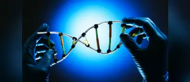 Investigación genética permite predecir el riesgo de enfermedades Investigación genética permite predecir el riesgo de enfermedades