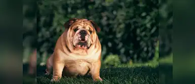 Cuidados de mascotas: qué es lo que debe hacer si mi mascota empieza a engordar | perros | gatos | animales ¿Qué es lo que debo hacer si mi mascota empieza a engordar?