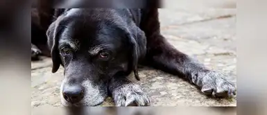Cuidados de mascotas: tres señales para detectar que nuestro perro está envejeciendo | animales Tres señales para detectar que nuestro perro está envejeciendo