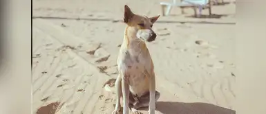 Cuidados de mascotas: Consejos para ir a la playa con nuestros perros Consejos para ir a la playa con nuestros perros