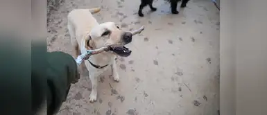 Cuidados de mascotas: tres maneras de mejorar la vida de nuestros perros | animales | veterinarios Tres maneras de mejorar la calidad de vida de nuestros perros