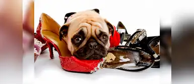 Por qué los perros muerden las zapatillas o los zapatos | mascotas | animales ¿Por qué los perros muerden las zapatillas o los zapatos?
