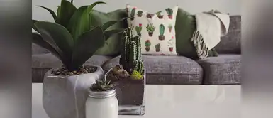 Tres innovadoras ideas para sembrar nuestros cactus | cultivar | plantar | sembrar Tres innovadoras ideas para sembrar nuestros cactus