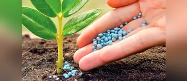 ¿Los fertilizantes especializados combaten la anemia? Conoce sus beneficios ¿Los fertilizantes especializados combaten la anemia? Conoce sus beneficios