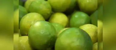 Cómo podemos tener un árbol de limones en casa | limón | vegetales | frutas | agricultura ¿Cómo podemos tener un árbol de limones en casa?