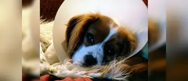 Mascotas: cuatro cuidados para una perra que acaba de ser esterilizada | perros | animales Cuatro cuidados para una perrita que acaba de ser esterilizada