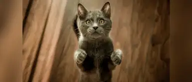 Expertos dan tips para proteger a tu gato de la ola de calor Expertos dan tips para proteger a tu gato de la ola de calor