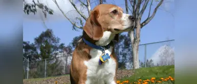 Aproximadamente 420 mil mascotas se pierden cada año en el Perú Aproximadamente 420 mil mascotas se pierden cada año en el Perú