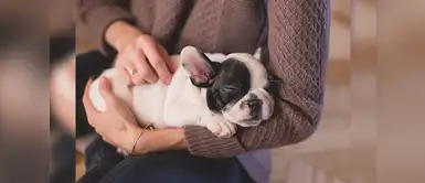 Tres trucos para quitar pelos de perro de la ropa | animales | tips | canes Tres trucos para quitar pelos de perro de la ropa