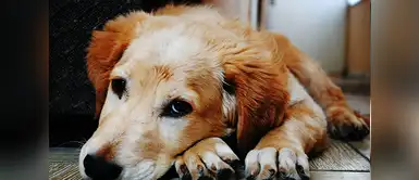 Cuidados de mascotas: Cinco consejos para hacer feliz a tu perro | animales | depresión Cinco consejos para hacer feliz a tu perro