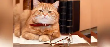 Cuidados de mascotas: Tres señales para identificar que tu gato está envejeciendo | animales | felinos Tres señales para identificar que tu gato está envejeciendo