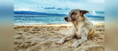 Cómo podemos afrontar la pérdida de una mascota | animales | gatos | perros ¿Cómo podemos afrontar la pérdida de una mascota?