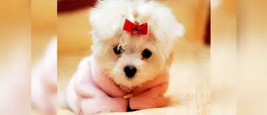 No sabes cómo llamar a tu nueva perra, Mira las mejores opciones | animales | mascotas ¿No sabes cómo llamar a tu nueva perrita? Mira las mejores opciones